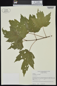 Acer rubrum var. rubrum image