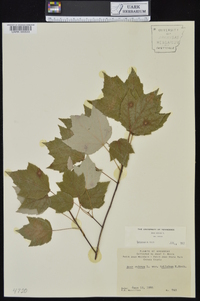 Acer rubrum var. rubrum image