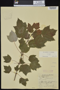 Acer rubrum var. rubrum image