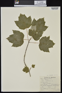 Acer rubrum var. rubrum image