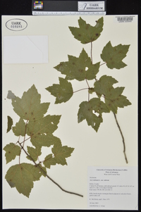 Acer rubrum var. rubrum image