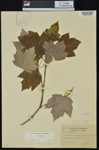 Acer rubrum var. rubrum image