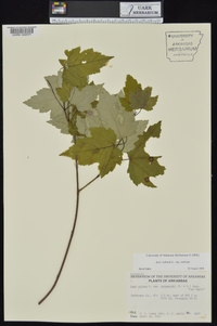 Acer rubrum var. rubrum image