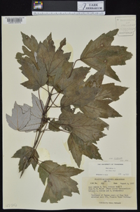 Acer rubrum var. rubrum image