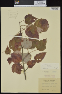 Acer rubrum var. rubrum image