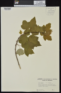 Acer rubrum var. rubrum image