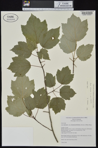 Acer rubrum var. drummondii image