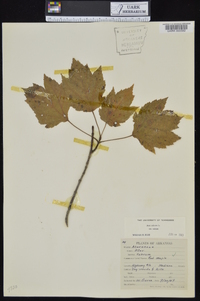 Acer rubrum var. rubrum image