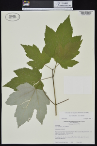 Acer rubrum var. rubrum image