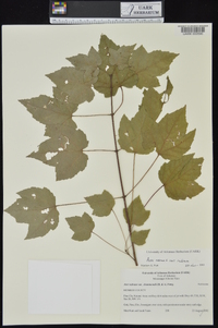 Acer rubrum var. rubrum image