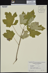 Acer rubrum var. rubrum image