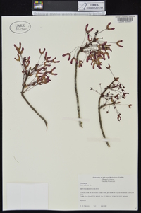 Acer rubrum var. rubrum image