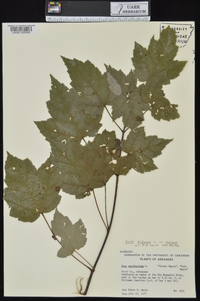 Acer rubrum var. rubrum image