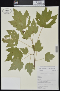 Acer rubrum var. rubrum image