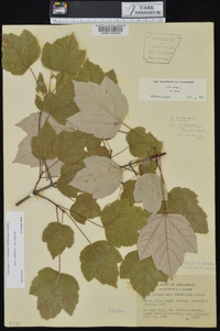 Acer rubrum var. rubrum image