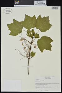 Acer rubrum var. rubrum image