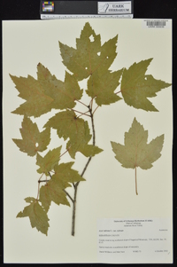 Acer rubrum var. rubrum image