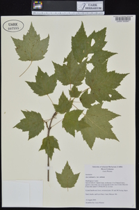 Acer rubrum var. rubrum image