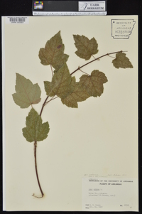 Acer rubrum var. rubrum image