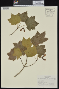 Acer saccharum var. leucoderme image