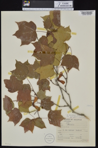 Acer saccharum var. leucoderme image