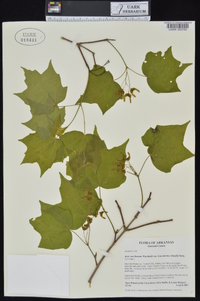 Acer saccharum var. leucoderme image