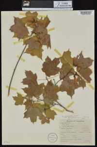 Acer saccharum var. leucoderme image