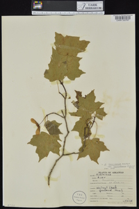 Acer saccharum var. leucoderme image