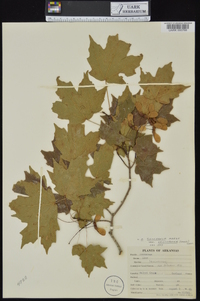 Acer saccharum var. leucoderme image