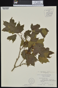 Acer saccharum var. leucoderme image