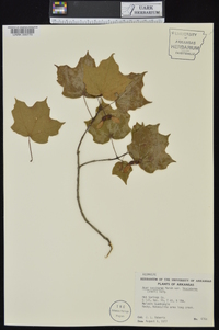 Acer saccharum var. leucoderme image