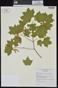 Acer saccharum var. leucoderme image