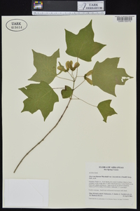 Acer saccharum var. leucoderme image