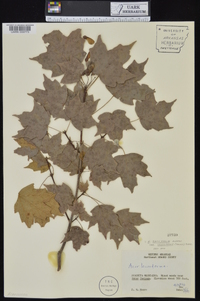 Acer saccharum var. leucoderme image