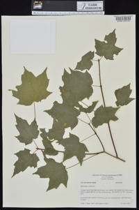 Acer saccharum var. leucoderme image