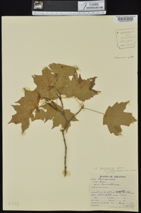 Acer saccharum var. leucoderme image