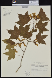 Acer saccharum var. leucoderme image