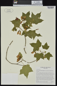 Acer saccharum var. leucoderme image