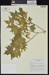 Acer saccharum var. leucoderme image