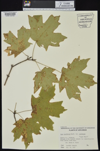 Acer saccharum var. saccharum image