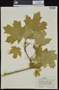 Acer saccharum var. saccharum image