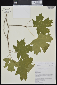 Acer saccharum var. saccharum image