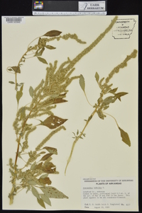 Amaranthus hybridus image