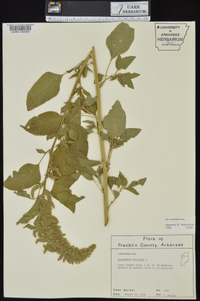 Amaranthus hybridus image