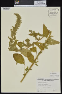 Amaranthus hybridus image