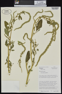 Amaranthus hybridus image