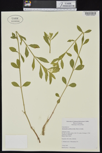 Alternanthera philoxeroides image