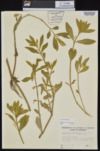 Alternanthera philoxeroides image