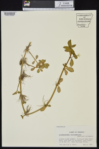 Alternanthera philoxeroides image