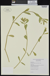 Alternanthera philoxeroides image